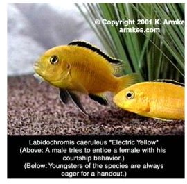 Labidochromis Caeruleus