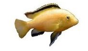 Labidochromis Caeruleus