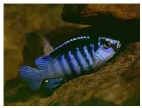 Labidochromis Chisumulae