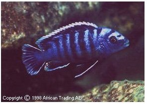 Labidochromis Deep Body