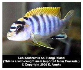 Labidochromis Hongi