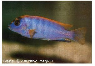 Labidochromis Kimpuma