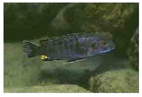 Labidochromis Maculicauda