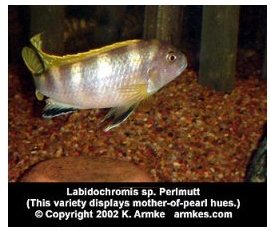 Labidochromis Perlmutt
