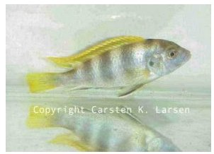 Labidochromis Perlmutt