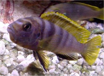 Labidochromis Species Mbamba