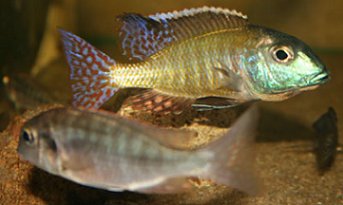 Lethrinops Albus Kande Island