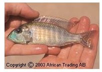 Lethrinops Albus Torpedohead