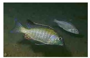 Lethrinops Albus