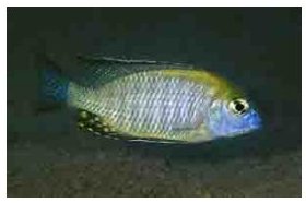 Lethrinops Auritus