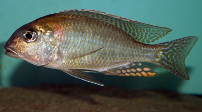 Lethrinops Furcifer