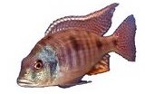 Lethrinops Intermedius Tanzania