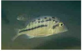 Lethrinops Lethrinus