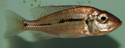 Lethrinops Lethrinus