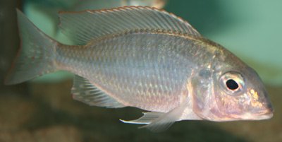 Lethrinops Marginatus