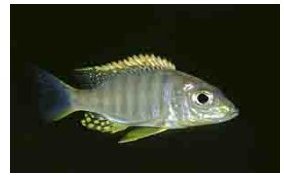 Lethrinops Maylandi