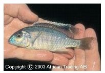 Lethrinops Mbamba Bay