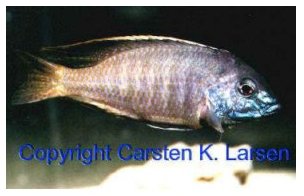 Lethrinops Microstorma Black Fin