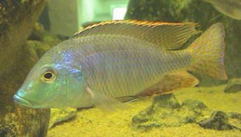 Lethrinops Oculatus