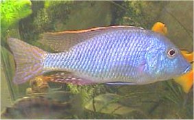 Lethrinops Oculatus