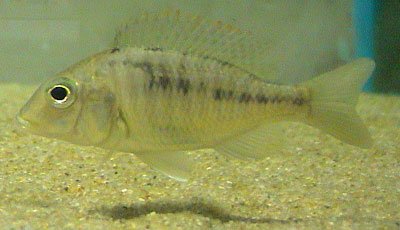 Lethrinops Oculatus