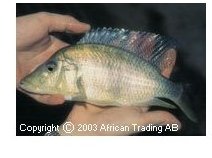 Lethrinops Praeorbitalis