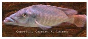 Lichnochromis Acuticeps