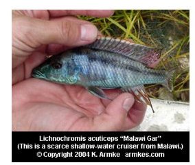 Lichnochromis Acuticeps