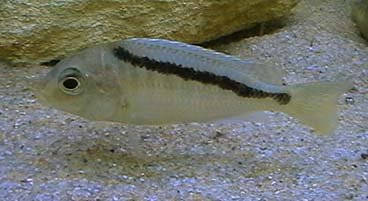Maravichromis Anaphyrmus