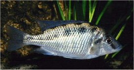 Maravichromis Formosus