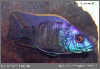 Maravichromis Incola