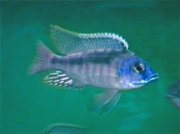 Maravichromis Incola