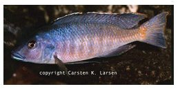 Maravichromis Kande