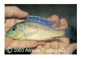 Maravichromis Labidodon