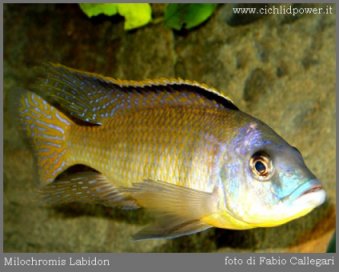 Maravichromis Labidodon
