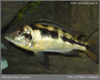 Maravichromis Labidodon