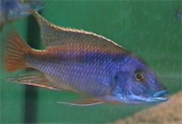 Maravichromis Lateristriga