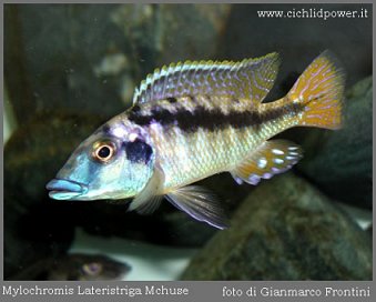 Maravichromis Mchuse