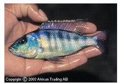 Maravichromis Mola