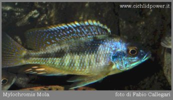 Maravichromis Mola