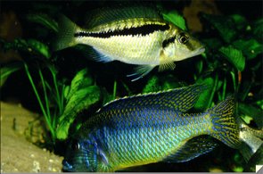Maravichromis Pointed Head