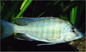 Maravichromis Sphaerodon