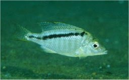 Maravichromis Sphaerodon