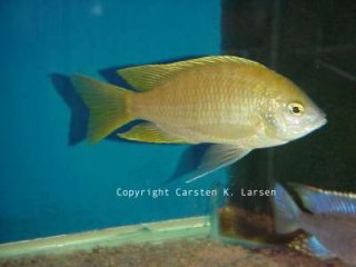 Mchenga Flavimanus