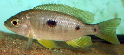 Mchenga Flavimanus