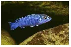 Melanochromis Joanjohnsonae