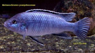 Melanochromis Joanjohnsonae