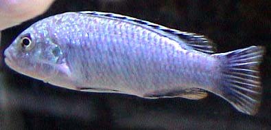 Melanochromis Joanjohnsonae
