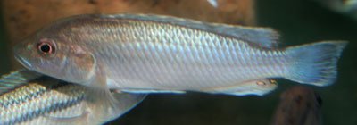 Melanochromis Lepidiadaptes
