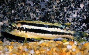 Melanochromis Loriae